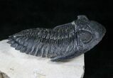 Large, Flying Hollardops Trilobite - #13934-1